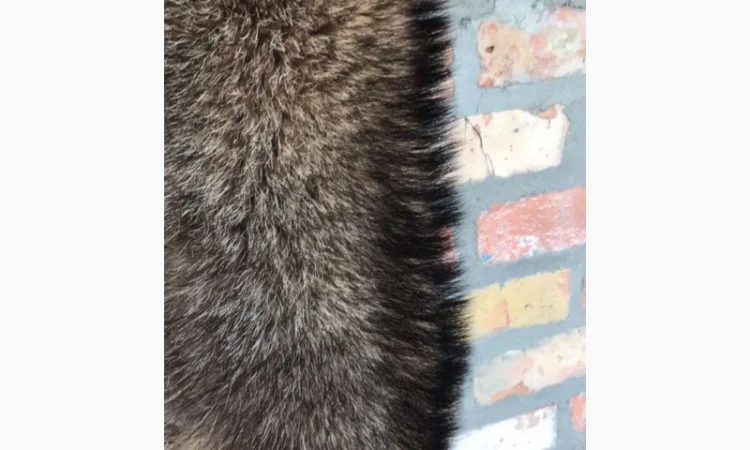 Продам выделанные шкуры енота - фото № 1