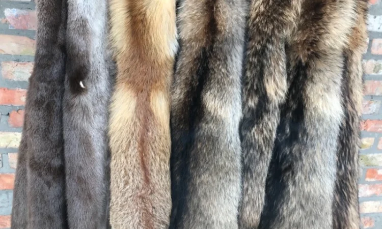 Пропонуються виділені шкури єнота - фото № 5