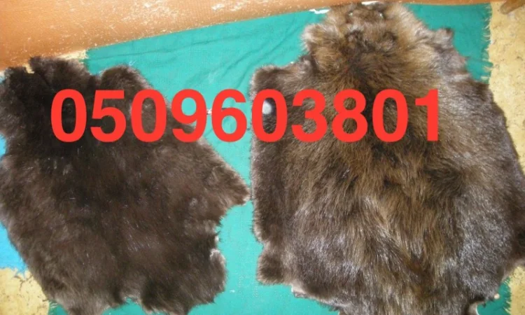 Куниця лісова і камʼянка НАЙДОРОЖЧЕ КУПУЄМО - фото № 2