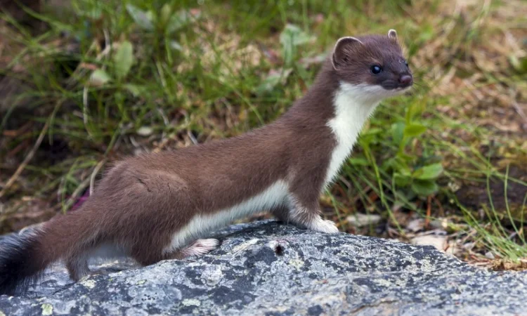 Куплю ласку/горностая або пару - фото № 1