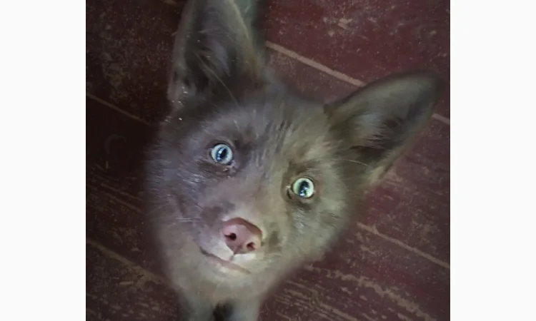 Шоколадные лисята. Бургунди лиса, лис, лисица - фото № 1