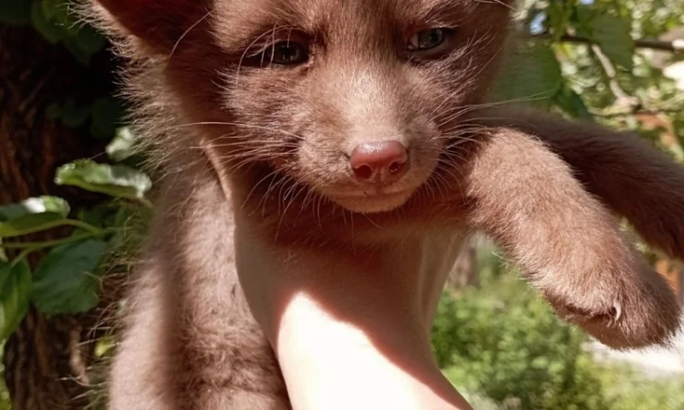 Шоколадные лисята. Бургунди лиса, лис, лисица - фото № 3