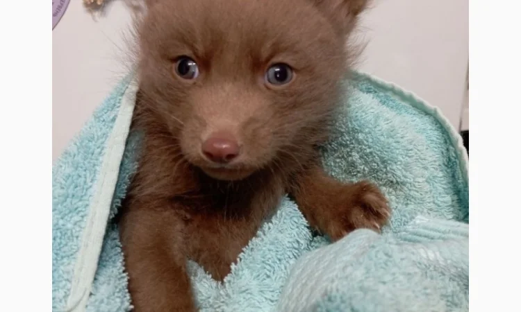 Шоколадные лисята. Бургунди лиса, лис, лисица - фото № 4