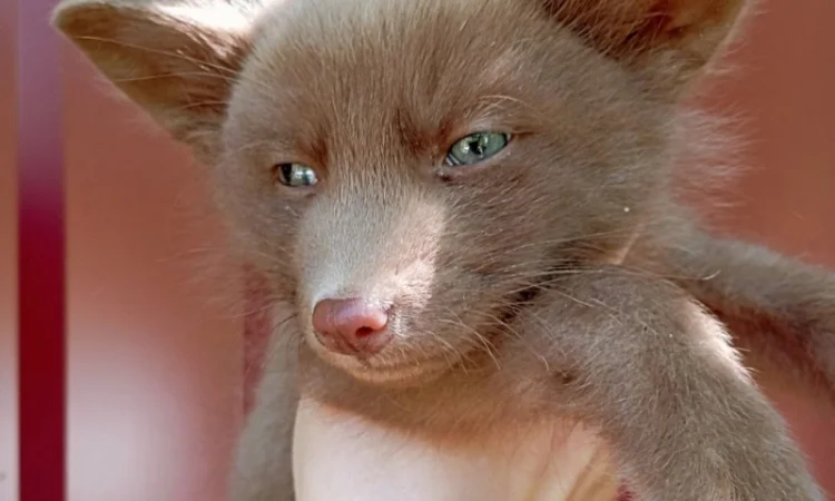 Шоколадные лисята. Бургунди лиса, лис, лисица - фото № 5