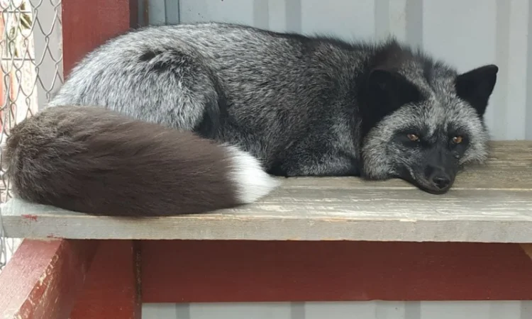 Чернобурка. Черно-серебристая лиса, лисенок, лисята, лисы - фото № 1