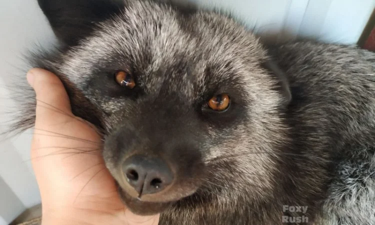 Чернобурка. Черно-серебристая лиса, лисенок, лисята, лисы - фото № 3