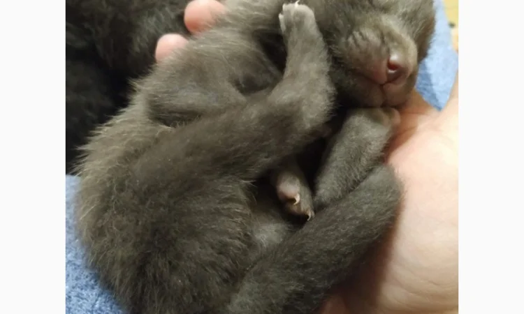 Чернобурка. Черно-серебристая лиса, лисенок, лисята, лисы - фото № 4