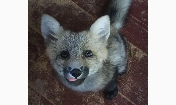 Лисята рыжие, лиса окрас Смокки - фото № 1