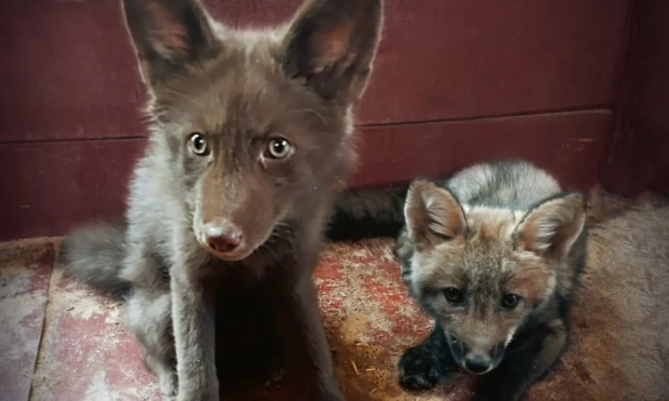 Лисята рыжие, лиса окрас Смокки - фото № 2