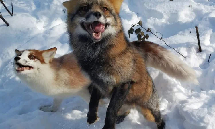 Лисята рыжие, лиса окрас Смокки - фото № 4