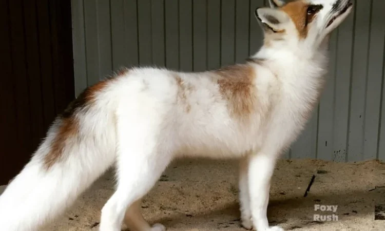 Лиса, лисята белые. Окрас белый мрамор - фото № 2