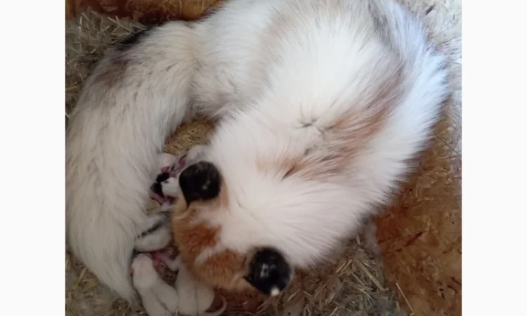 Лиса, лисята белые. Окрас белый мрамор - фото № 3