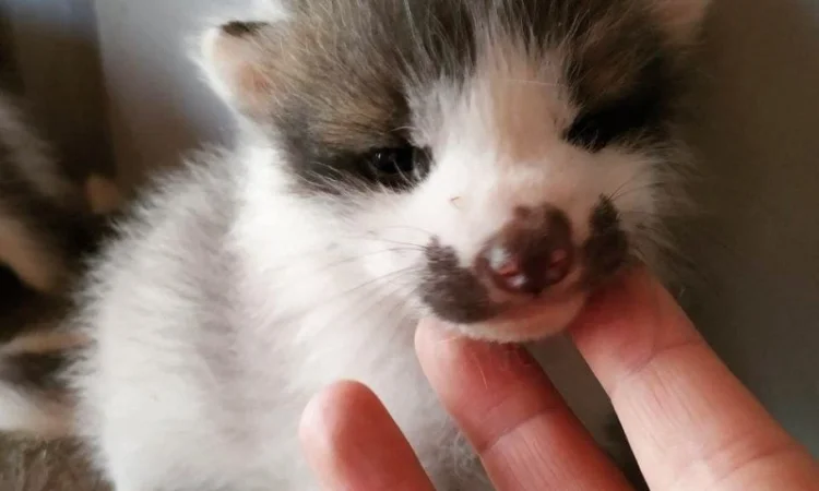 Лиса, лисята белые. Окрас белый мрамор - фото № 4