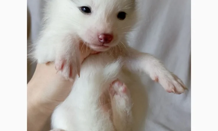 Лиса, лисята белые. Окрас белый мрамор - фото № 5