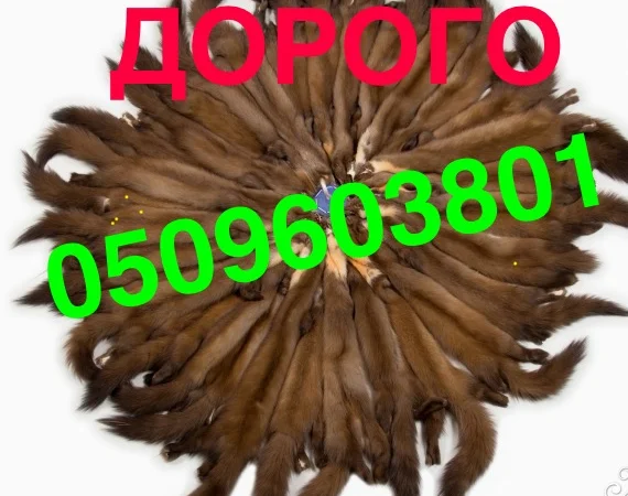 Купуємо хутро куниці/їздимо по Україні - фото № 1