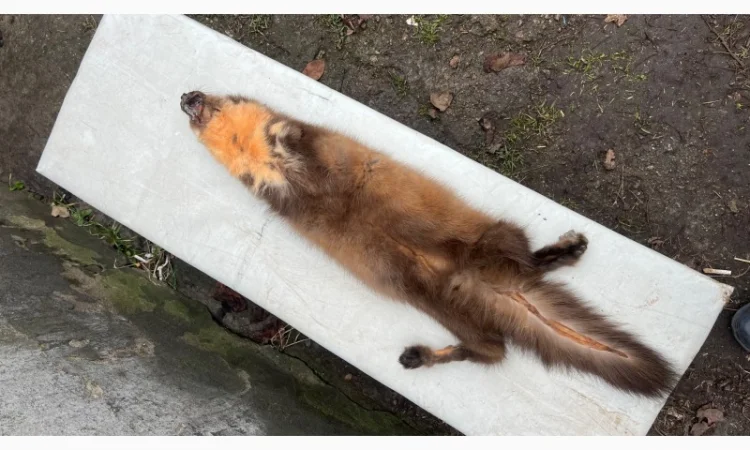 Купуємо шкіри куниці та інших пухнастих звірів в Івано-Франківську - фото № 1