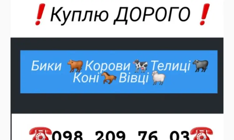 Куплю КРС. Винницкая Хмельницкая. Черкасская Житомирская Тернопольская Киевская Черновицкая - фото № 1