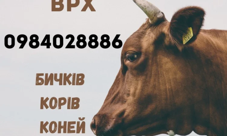 Закупка крупного рогатого скота и лошадей - фото № 1