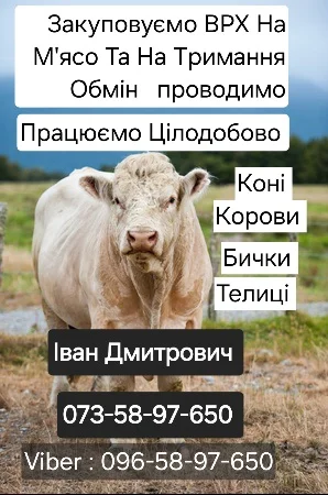 Куплю ВРХ: коров, коней, бычков, телиц и телят на мясо и для содержания - фото № 1