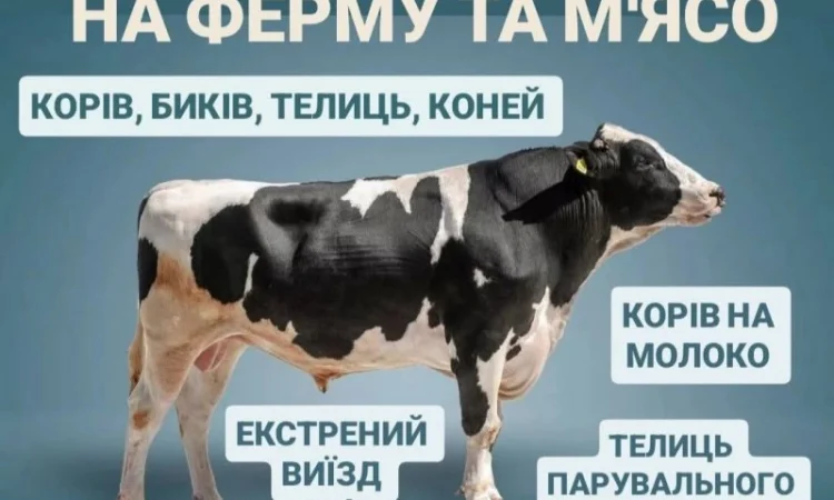 Куплю ВРХ: коров, коней, бычков, телиц и телят на мясо и для содержания - фото № 3