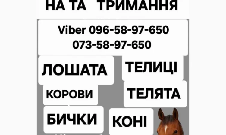 Куплю ВРХ: коров, коней, бычков, телиц и телят на мясо и для содержания - фото № 4