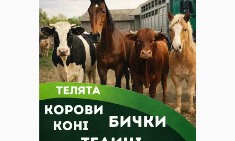 Закупаем крупный рогатый скот для мяса и содержания - фото № 1