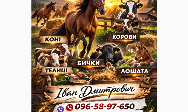 Закупаем ВРХ: коровы, бычки, телята и лошади - фото № 1