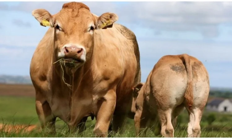 Куплю ВРХ (коров, быков, телят) - фото № 1