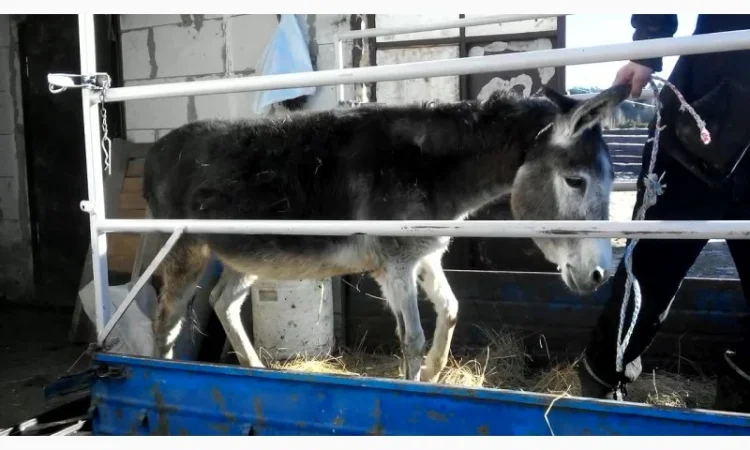 Перевезу Вашу худобу по Україні (корови, свині, вівці, кози) - фото № 3