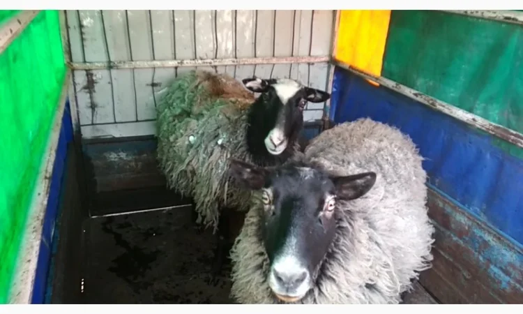 Перевезу Вашу худобу по Україні (корови, свині, вівці, кози) - фото № 4