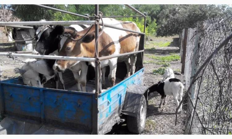 Перевезу Вашу худобу по Україні (корови, свині, вівці, кози) - фото № 7