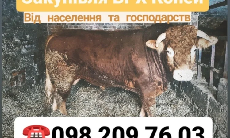 Куплю ВРХ в Хмельницкой области - фото № 1