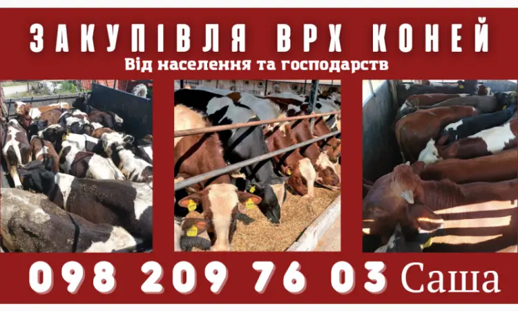 Куплю КОРОВ БЫКОВ ЛОШАДЕЙ от населения и хозяйств - фото № 1