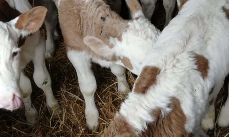 Продаються телята м'ясного напрямку - фото № 1