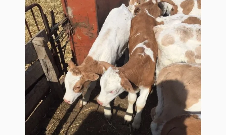 Продаються бички та телята від 2 тижнів до 2 місяців - фото № 1