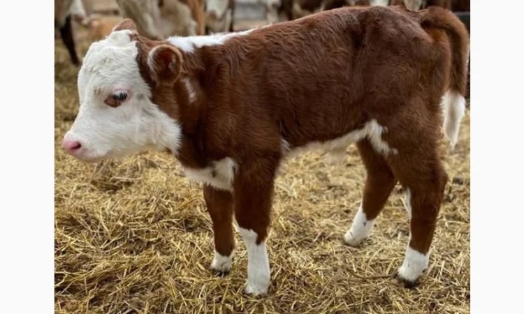 Телята бички і телиці сементал голштини на продажу - фото № 1