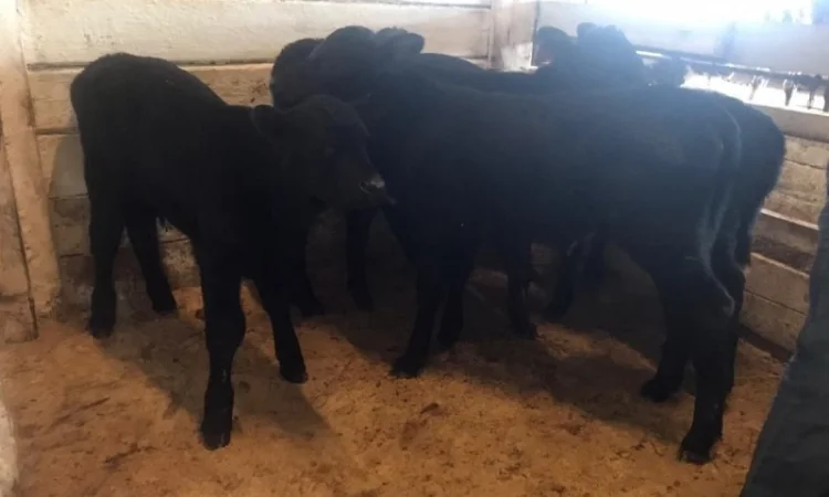 Бычки телята мясных пород на продажу - фото № 1