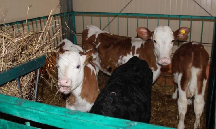 Продаж телят симентальської породи - фото № 1