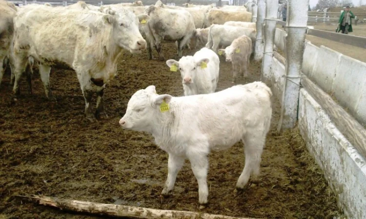 Продаются бычки и телята породы Швиц - фото № 1