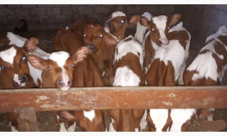 Телята и бычки различных пород на продажу - фото № 1