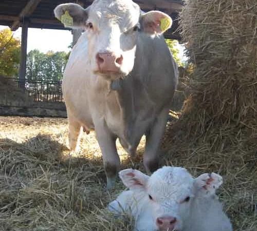 Продаються бички від двох тижнів до 1,5 місяців - фото № 1