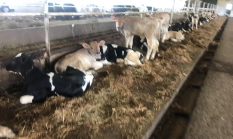 Телята м'ясних порід на продаж - фото № 1