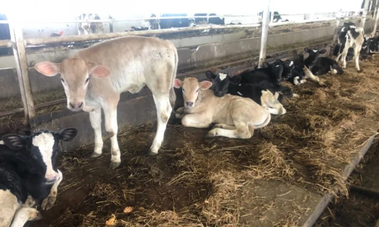 Телята м'ясних порід на продаж - фото № 2