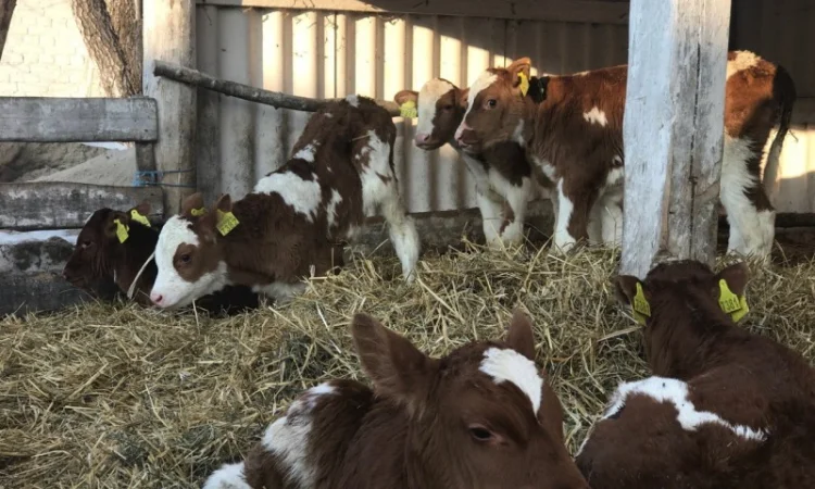 Продаються бичків від двох тижнів - фото № 1