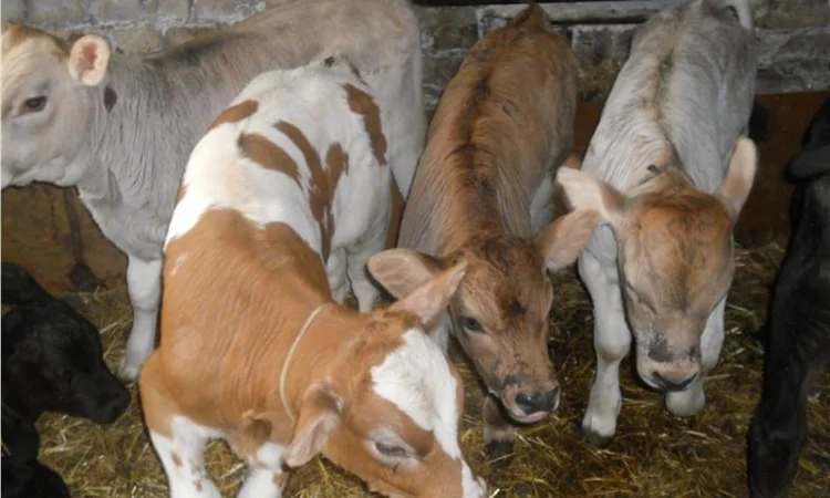 Продаются бычки породы Сементал и Швиц - фото № 1