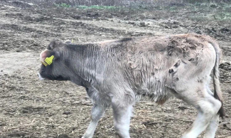 Продаются бычки породы Сементал и Швиц - фото № 2