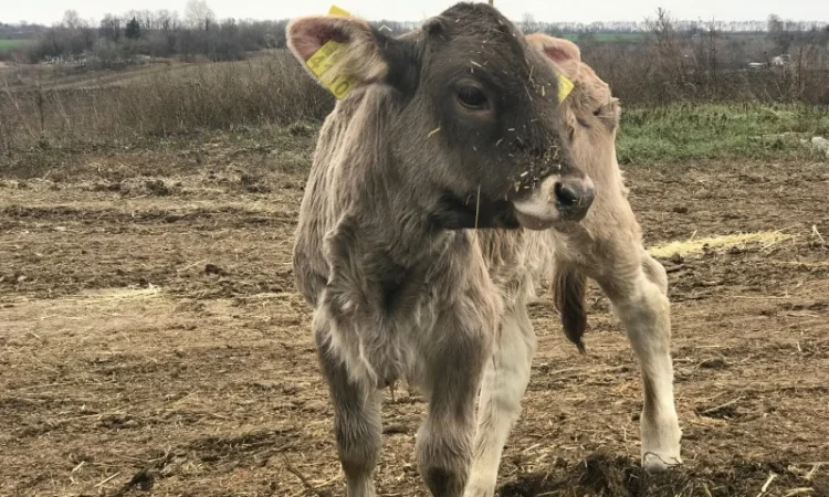 Продаются бычки породы Сементал и Швиц - фото № 3