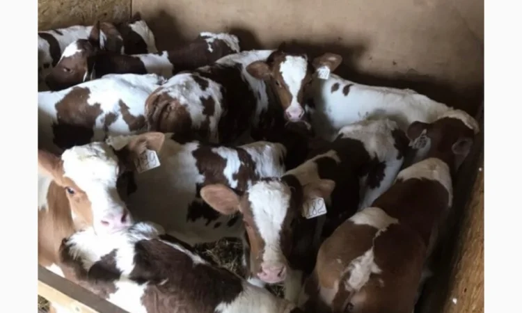 Продаж телят з доставкою - фото № 1