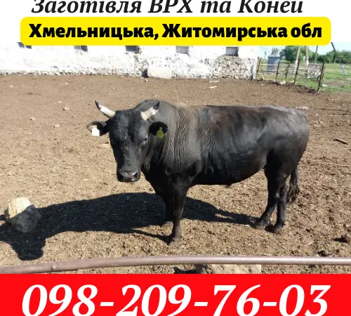 Заготовка КРС Коней на территории Хмельницкой - фото № 1
