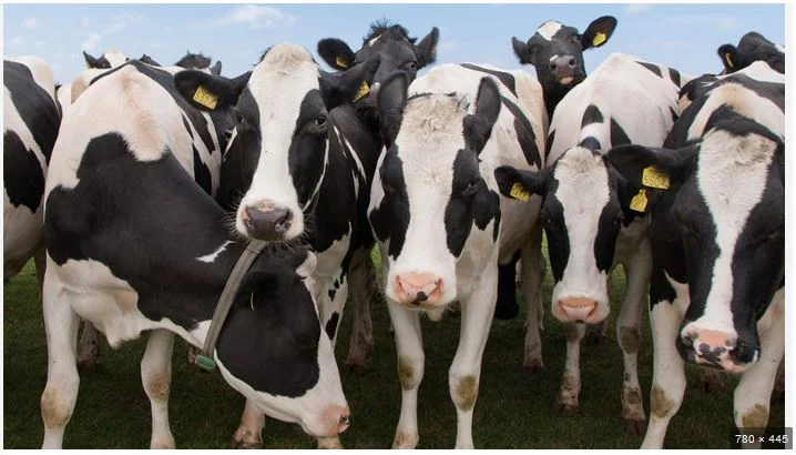 Buy Pregnant Holstein Heifer Cattle, Sheep, Lambs, pigs of all kinds online - фото № 1